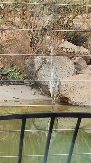 At our pond this morning. | Michael Lewis
