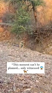 “Face to Face with the Jungle King 🐅 | Unbelievable Tiger Encounter” #TigerEncounter #WildlifeReels #JungleKing #TigerInWild #IndianWildlife #Ranthambore | Ranthambhore Trail