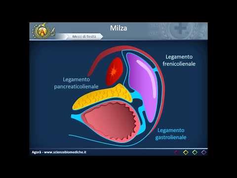 Apparato cardiocircolatorio 33: Milza