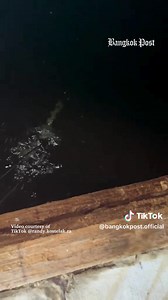 Siphonophore Disintegrating Marine Organism Video