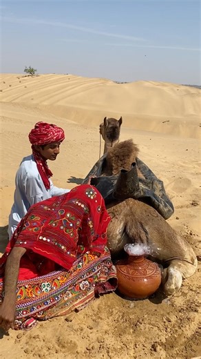 مفاجأة في الصحراء حليب دافئ داخل إناء بين أرجل الجمل في البرد