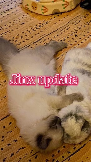 Jinx update. Thank you everyone who helped. Every bit counts and you do not go unnoticed. My mom doesn’t use social media but she is beyond greatful. #catsoftiktok #ragdoll #fyp #pokemoncommunity