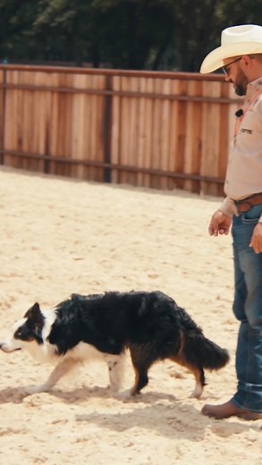 Joker 🔥 A demonstration of what a full trained stock dog can do! | Moura Stock Dogs