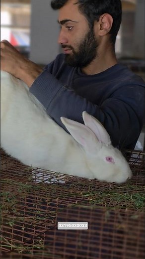 Newzealand White Rabbit Pregnancy Checking