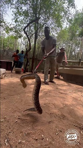 Large Puff Adder