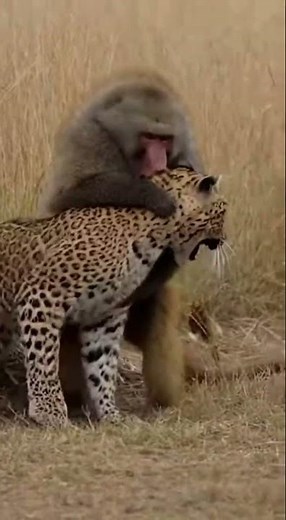 TITLE: Baboon CRUSHES Leopard Spine - SAVES Baby! 🦍 공중습격 🦍 急襲 #viral #baboon #rescue