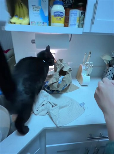 Cats with Glasses: Funny Cat Moments