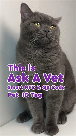 The Pet Safety App Every Owner Should Have