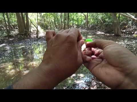 Snakehead Fishing in a Dense Swamp Jungle