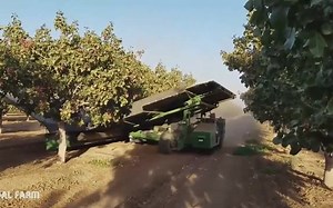 美国开心果机械化采摘，真正摇钱树