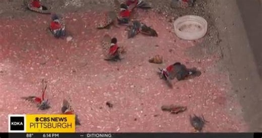 Entomologist explains why we're seeing so many spotted lanternflies