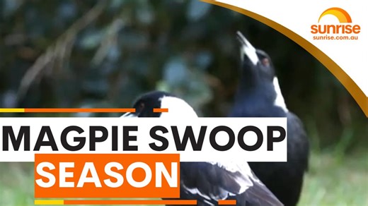 Magpie swooping season is upon us