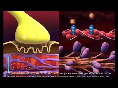 Mécanisme de la contraction musculaire