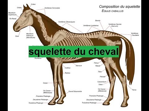 squelette du cheval par détail