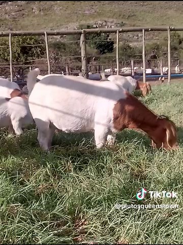 Profitable Boer Goat Farming Techniques