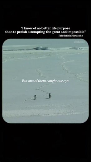 Abdfx on Instagram: "The “nihilistic penguin” from Encounters at the End of the World is one of the most unsettling moments ever captured in a documentary — not because it’s violent or dramatic, but because it quietly shatters the comforting stories we tell ourselves about nature. Werner Herzog watches as a lone penguin suddenly abandons the colony, the food, the warmth, and walks straight toward the Antarctic interior — a place where nothing awaits but certain death. No predator. No confusion.