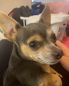 And the award for best actor goes to... THIS DOG! 🎥🐶 | Tyla