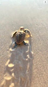 FLIPPING FREE: A loggerhead turtle hatchling makes it way to the open ocean beneath a spectacular Australian sunset. https://abcn.ws/3adOgVJ | ABC News