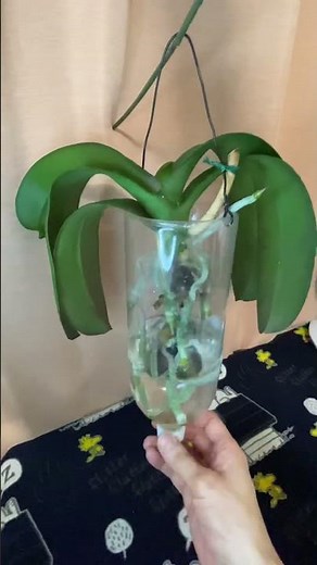 Growing Moth Orchids in Water Using Plastic Bottles During Winter