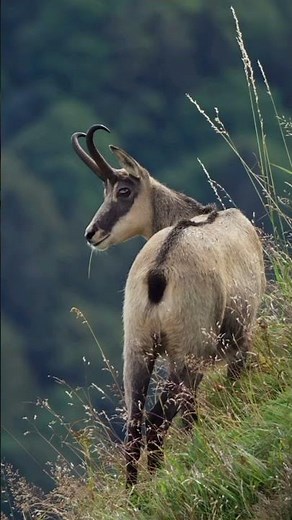 Chamois sound
