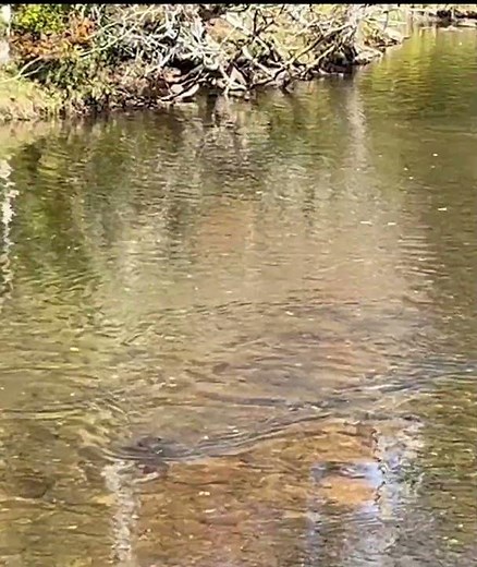 Otters in the GSMNP #nature #travel