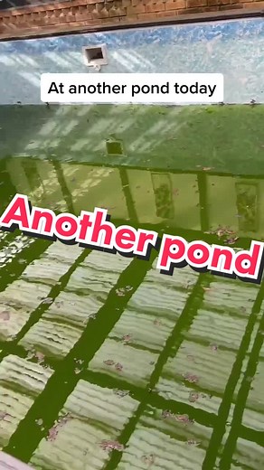 Swimming Pool Renovation: Submersible Pump Installation