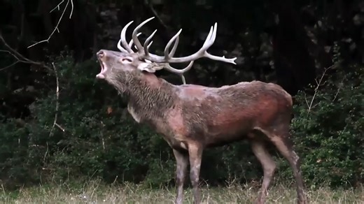 IL BRAMITO DEL CERVO 🦌🦌🦌 Verso l'inizio della stagione autunnale, fra la seconda metà di settembre e la prima metà di ottobre, inizia la stagione degli amori per i cervi nobili. I maschi, divenuti irrequieti e irascibili per l'aumento degli ormoni sessuali, diventano solitari e iniziano a sfidarsi a suon di bramiti: possenti manifestazioni vocali, a metà fra un muggito e un ruggito, emesse con lo scopo di intimorire gli altri pretendenti maschi. Questi bramiti, infatti, sono tanto più energic