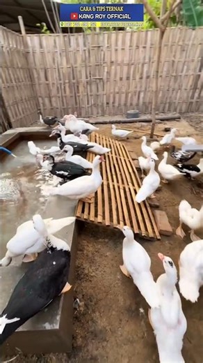 How to Raise Muscovy Ducks for Beginners❗#tips #how #raise #muscovy #duck #pets #viral #shorts