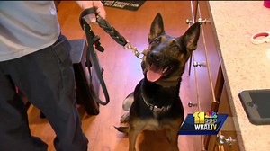 K-9 can help parents find narcotics, opioids before it's too late