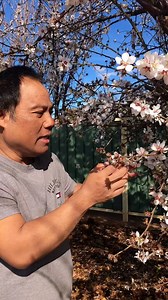 almond blossoms saat musim semi | Gede Robert