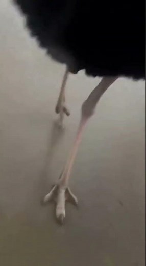 Zoo Animals Escape After Tornado — Real Chaos 🦓🦁🌪️