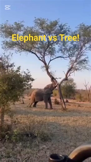 Elephant Pulls a Tree Out of the Ground!