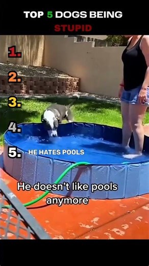 Top 5 dogs being stupid (last one is wild) 😂😂 #funnydogs #funnymemes #shorts #dogs #funnyshorts