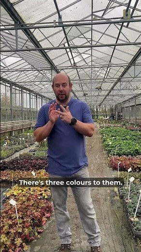 Climbing Geraniums: Shell’s product of the week!