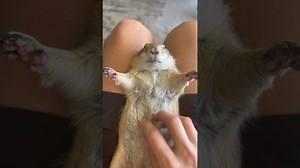 Lazy and Relaxed Prairie Dog