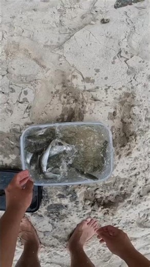 How to Catch MULLET Using a Bait Trap ❗️(EASIEST METHOD)