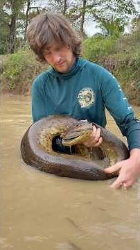 Rescuing a giant anaconda! #wildlife#animals#Anaconda#snake#fish#colombia#nature#colombia#shorts#wow