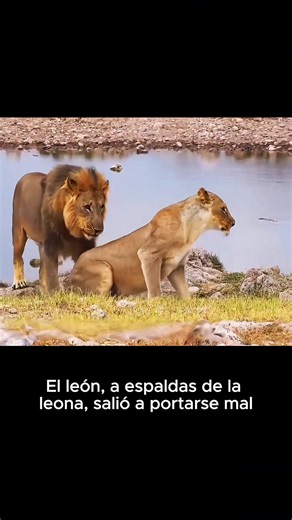 #naturaleza #vidasalvaje #curiosidadesanimales #HispanosUSA #faunasilvestre