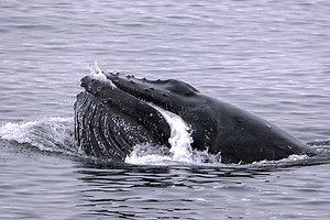 North Pacific Right Whale