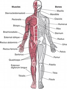 Muscular/Skeletal System