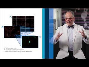Visualizing Mitosis with High-Resolution Fluorescence Microscopy