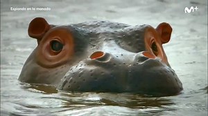 3.4M views · 23K reactions | Si no llega a ser por la tregua existente entre hipopótamos y cocodrilos, las cámaras espía de #EspiandoEnLaManada, no nos estarían regalando estas alucinantes imágenes 朗 | Cero | Facebook