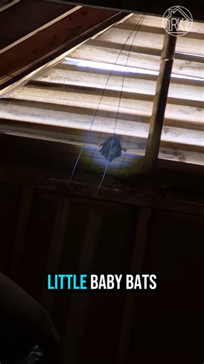 There Was Something Hiding in This Attic…🦇