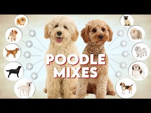 Best Poodle Mix Dogs | Top Doodle Breeds for Families & Apartments