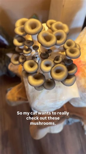 Sound Alchemist l Energy Practitioner l Crystalline Activator on Instagram: "How frequency affects growth in living things, an ongoing experiment 🔬 ⚡️ #frequencyhealing #blueoystermushrooms #soundtherapy #mycellium"