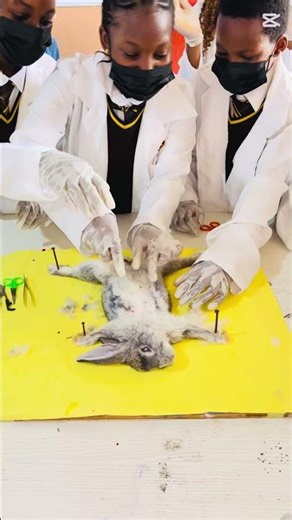 Biology practical with students, dissecting a rabbit to study its anatomy.