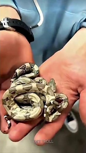 Snakes Version ☠️