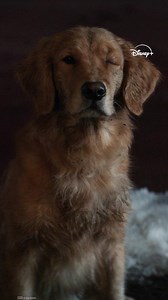 Lucky, Cosmo and Peggy are for life, not just for Christmas. | Marvel