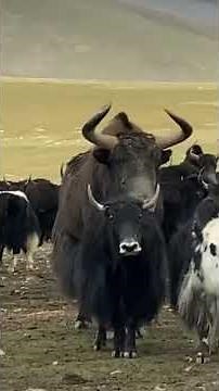 Wild Yak is Much bigger then domestic Yak 😱😱😱#yakfight #biganimals #Tibet #wildlife #wildyak