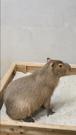 Barbie the Capybara’s Zen Sandbox: Ultimate Relaxation Mode Activated! 🦦🏖️✨